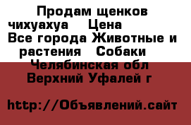 Продам щенков чихуахуа  › Цена ­ 10 000 - Все города Животные и растения » Собаки   . Челябинская обл.,Верхний Уфалей г.